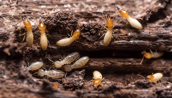 Termite and wood destroying organisim (WDI) inspection services from American Made Home Inspections